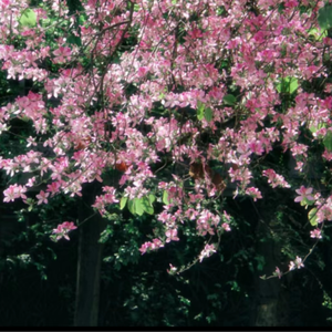 性插图成人视频免费观看
